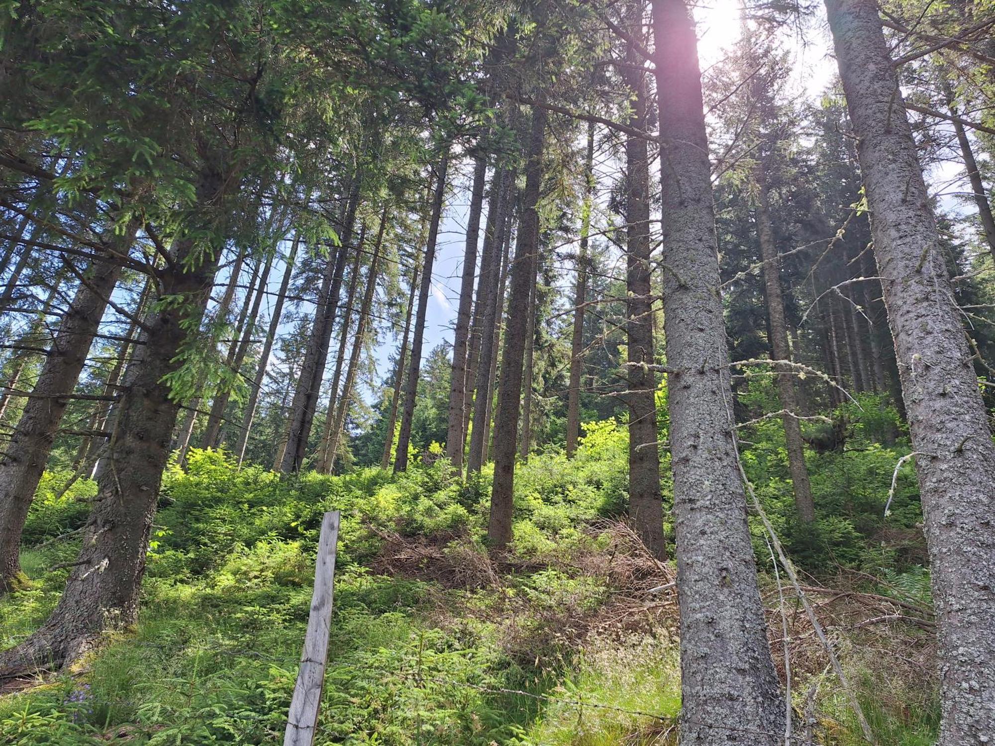 Naturpark Bauernhof Sperl Mariahof Exterior foto